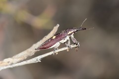 Rhinotia centralis