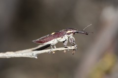 Rhinotia centralis