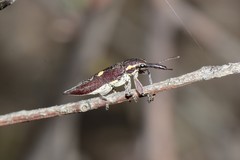 Rhinotia centralis