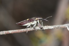 Rhinotia centralis