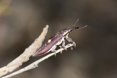 Rhinotia centralis