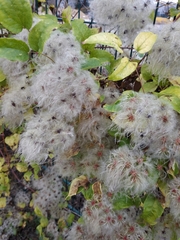 Clematis vitalba