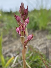 Satyrium ligulatum