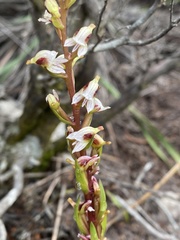 Disa ocellata
