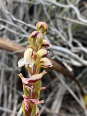Disa ocellata
