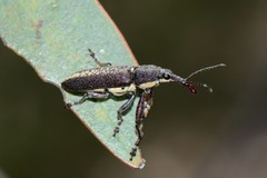 Rhinotia brunnea