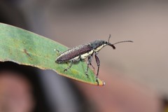 Rhinotia brunnea