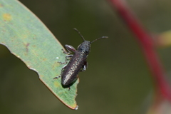 Rhinotia brunnea