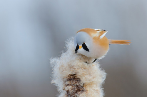 Bearded Reedling