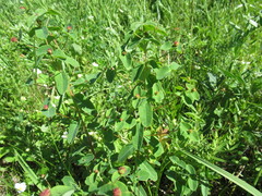 Euphorbia jenisseiensis
