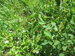 Euphorbia jenisseiensis