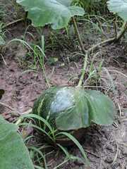 Cucurbita maxima maxima