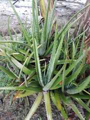 Aloe vera vera