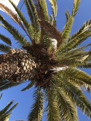 Myiopsitta monachus