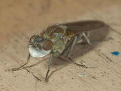 Ephydra
