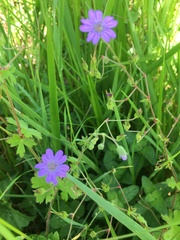Geranium nodosum