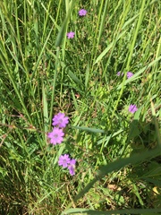 Geranium nodosum
