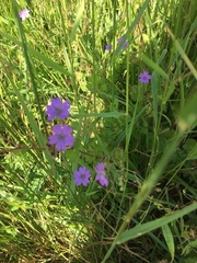 Geranium nodosum