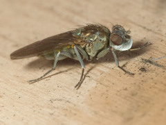 Ephydra