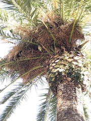 Myiopsitta monachus