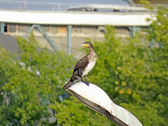 Phalacrocorax carbo