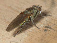 Ephydra