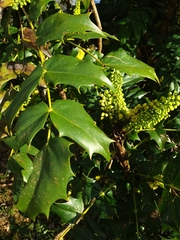 Berberidinae