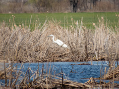 Ardea alba