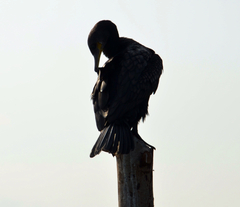 Phalacrocorax fuscicollis