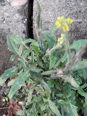 Sisymbrium officinale
