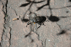 Lucanus mazama