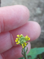 Sisymbrium officinale