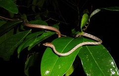 Dryophiops rubescens