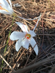 Crocus tournefortii