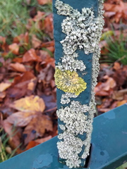 Fungi
