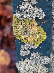 Fungi