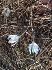 Crocus tournefortii