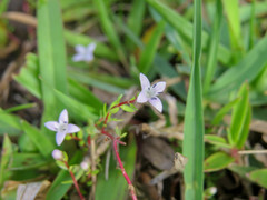 Oldenlandia salzmannii