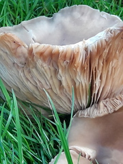 Fungi