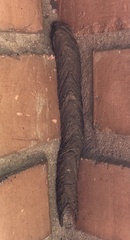 Trypoxylon albitarse