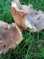 Fungi