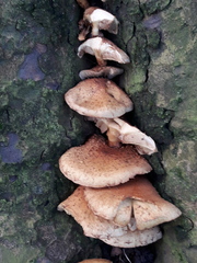 Pholiota squarrosa