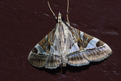 Agrioglypta fulguralis