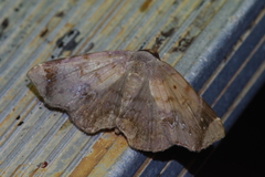 Mecodina albodentata