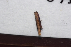Hypatima spathota
