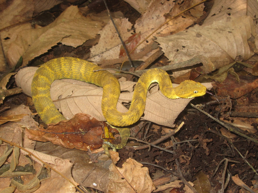 Close-up Of A Yellow Variable Bush Viper (Atheris Squamigera) From Central  African Countries. Stock Photo, Picture and Royalty Free Image. Image  153408574.