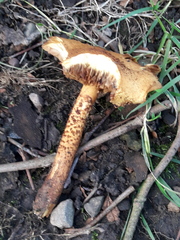Pholiota squarrosa