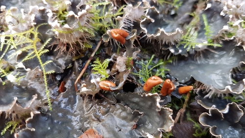 Peltigera hymenina