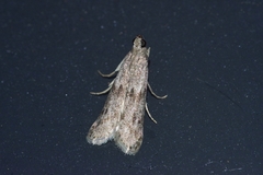 Glyptoteles leucacrinella