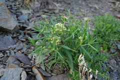 Vincetoxicum sibiricum